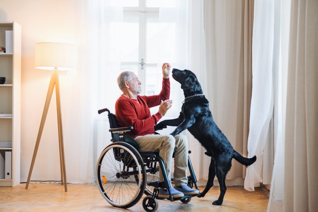 Imagem de um idoso sentado em uma cadeira de rodas, pois ele é uma pessoa com deficiência. Além disso, ele está brincando com um cachorro preto grande.