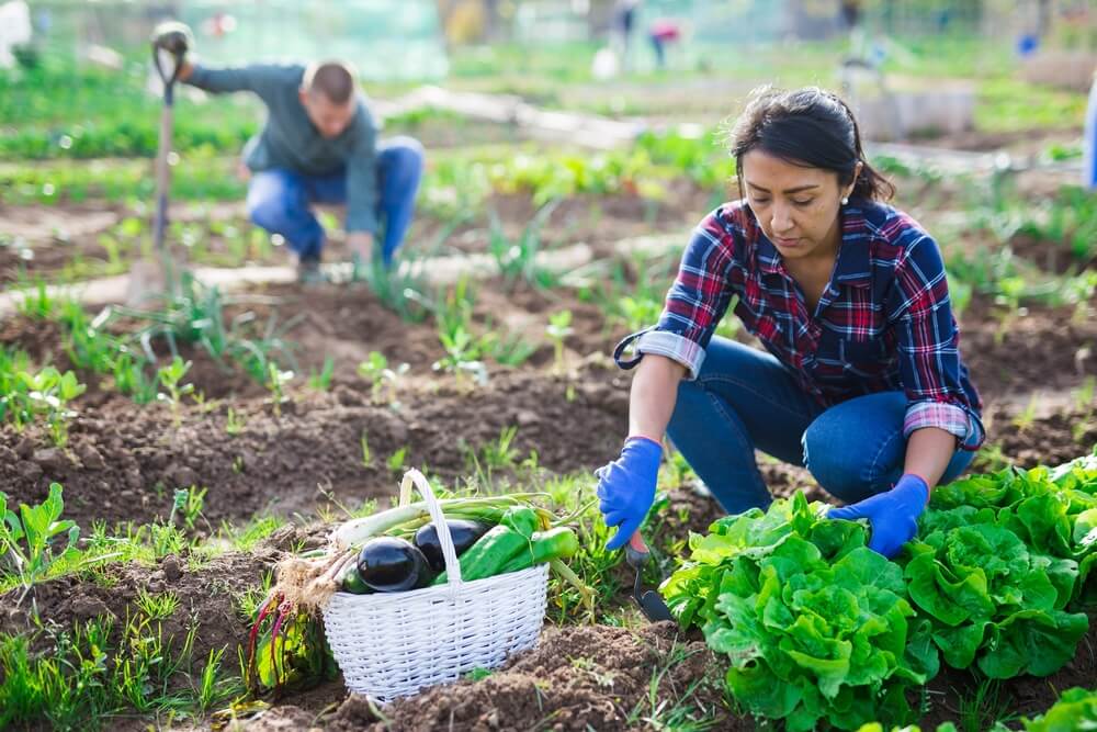 Imagem de uma mulher trabalhando como produtora rural. Ao fundo, é possível visualizar um homem.